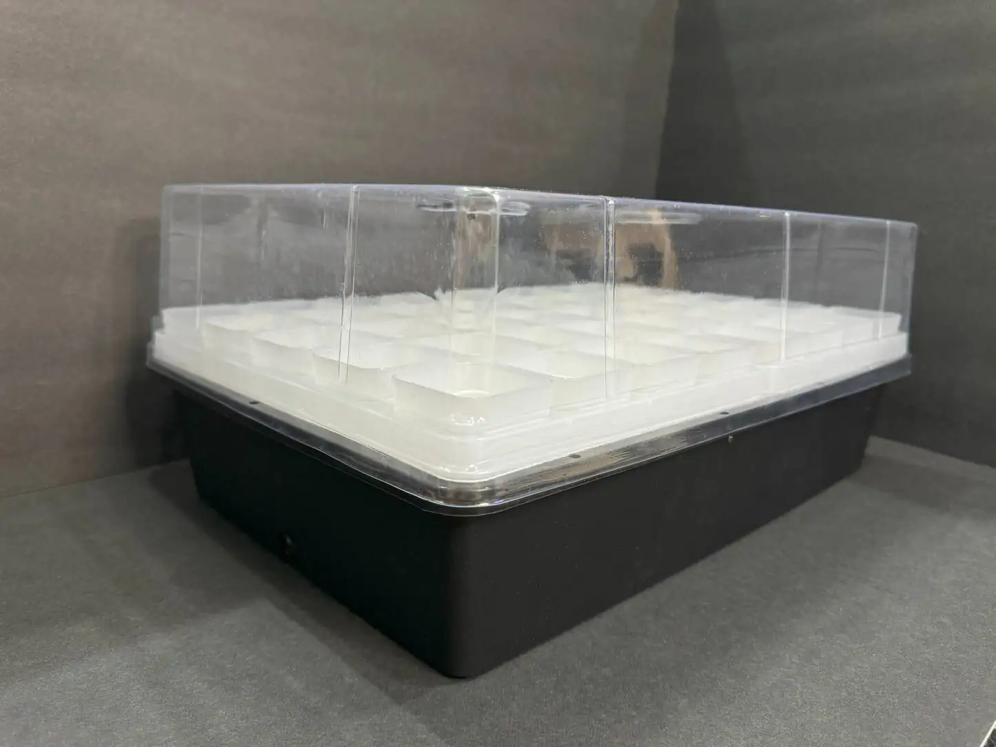 cordyline cuttings propagation tray dome
