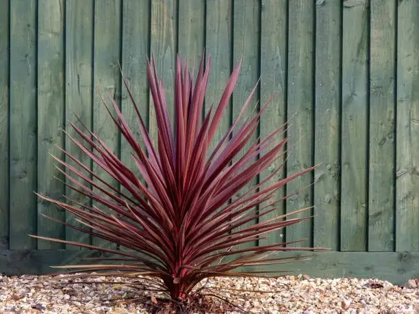 cordyline air layering moss wrap