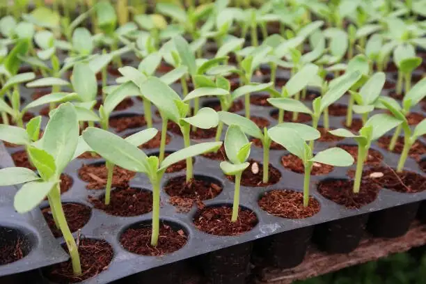 cordyline seeds germination tray