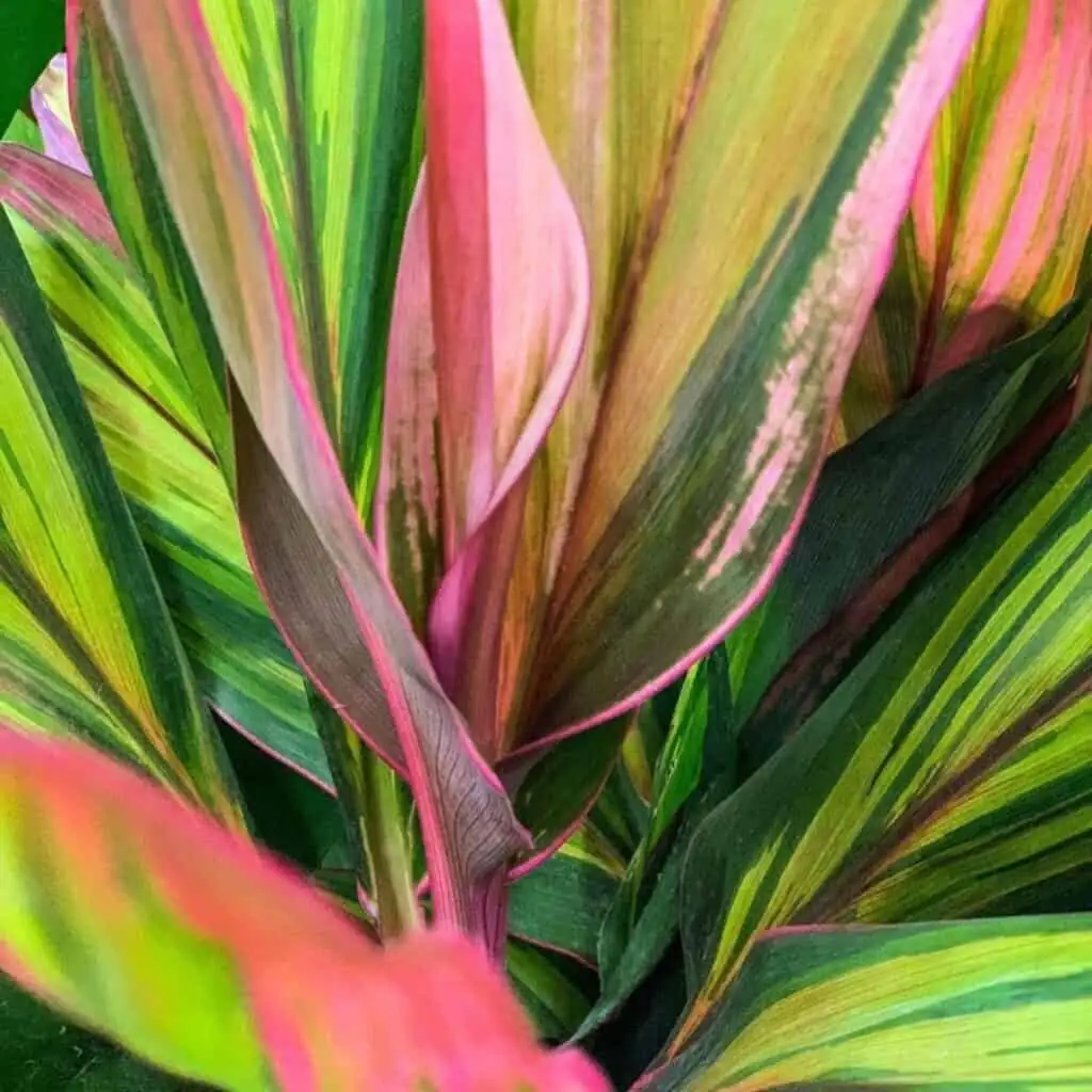 ti plant red variegated leaves close up