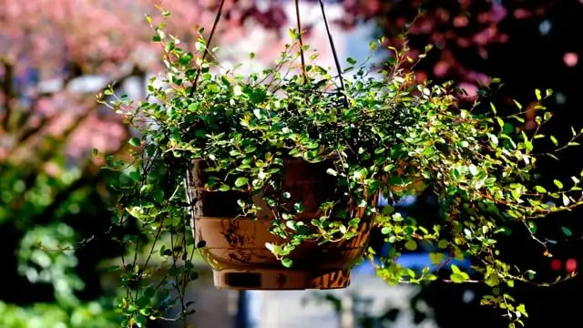 ti plant hanging basket window light