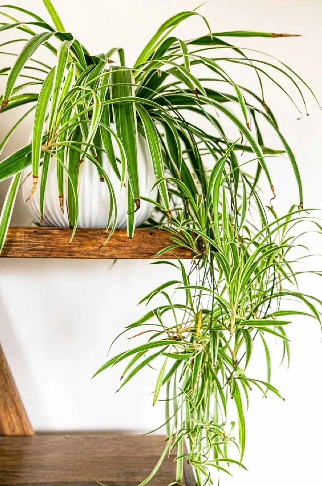 spider plant and calathea on shelf