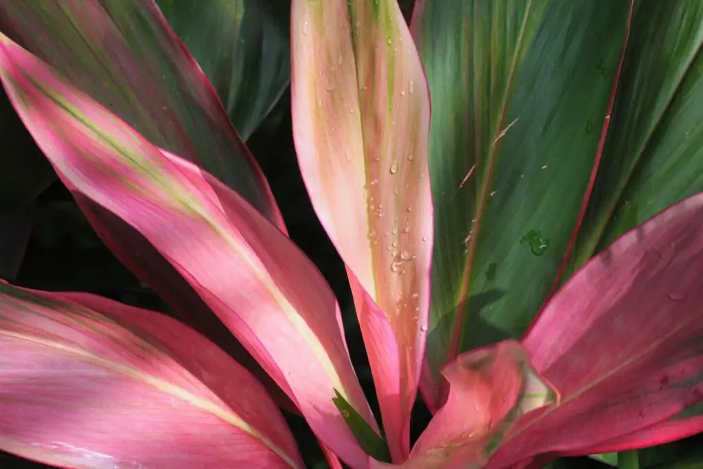 cordyline fruticosa misting leaves