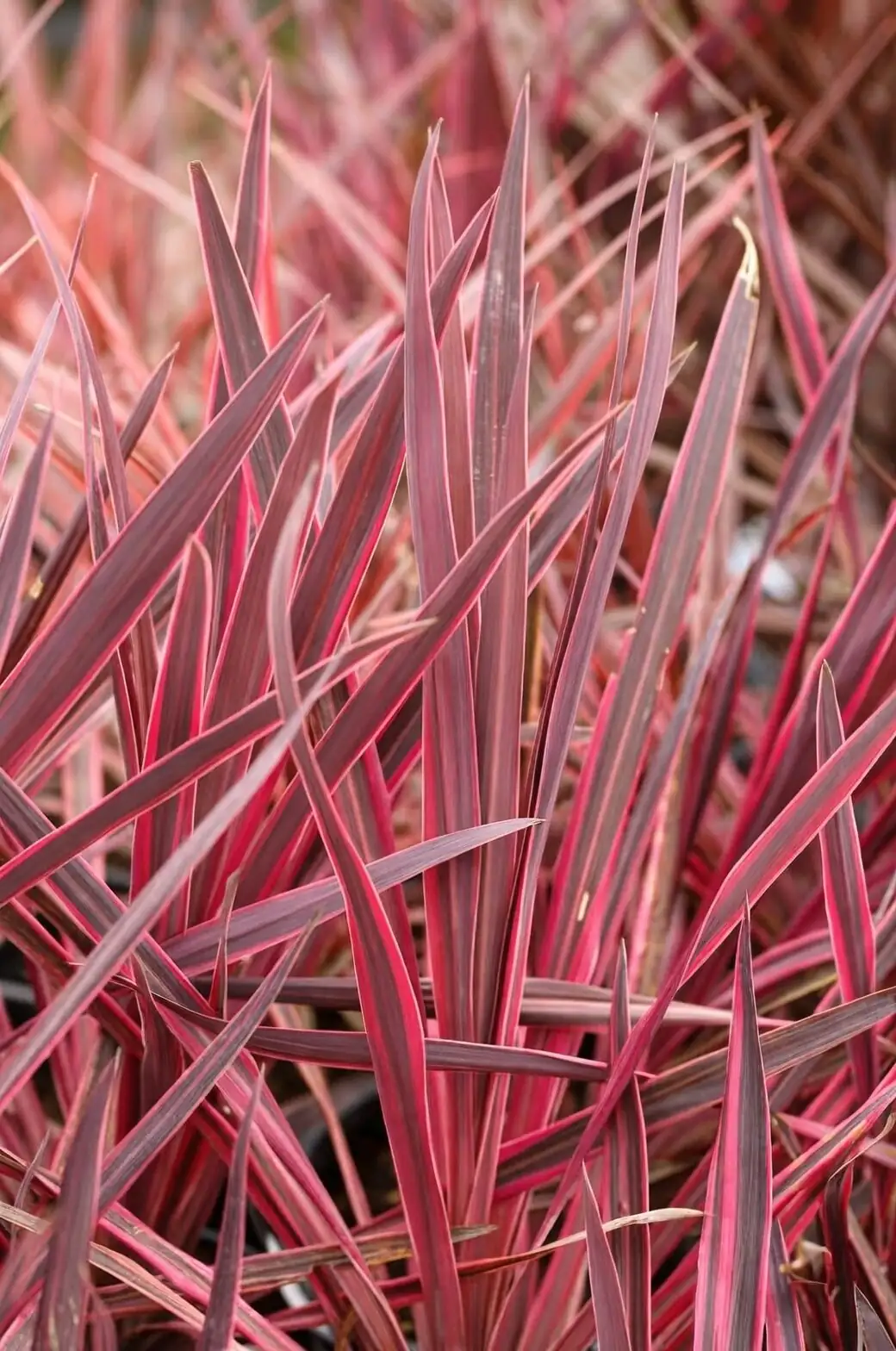 cordyline fruticosa stem cuttings