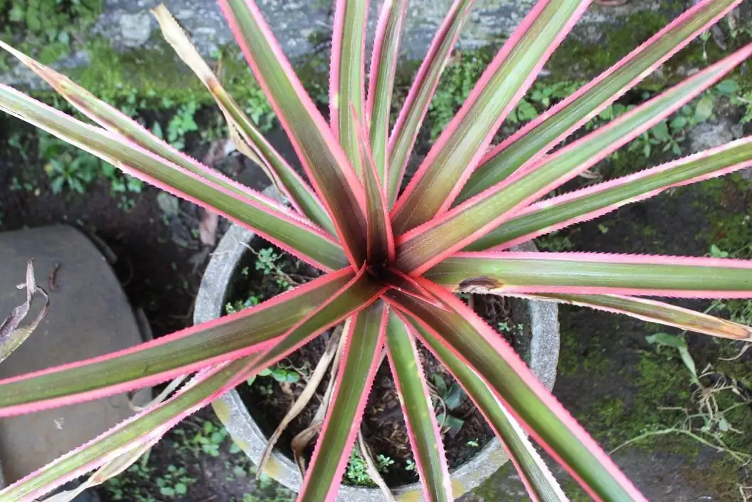 cordyline ti plant transparent and opaque containers