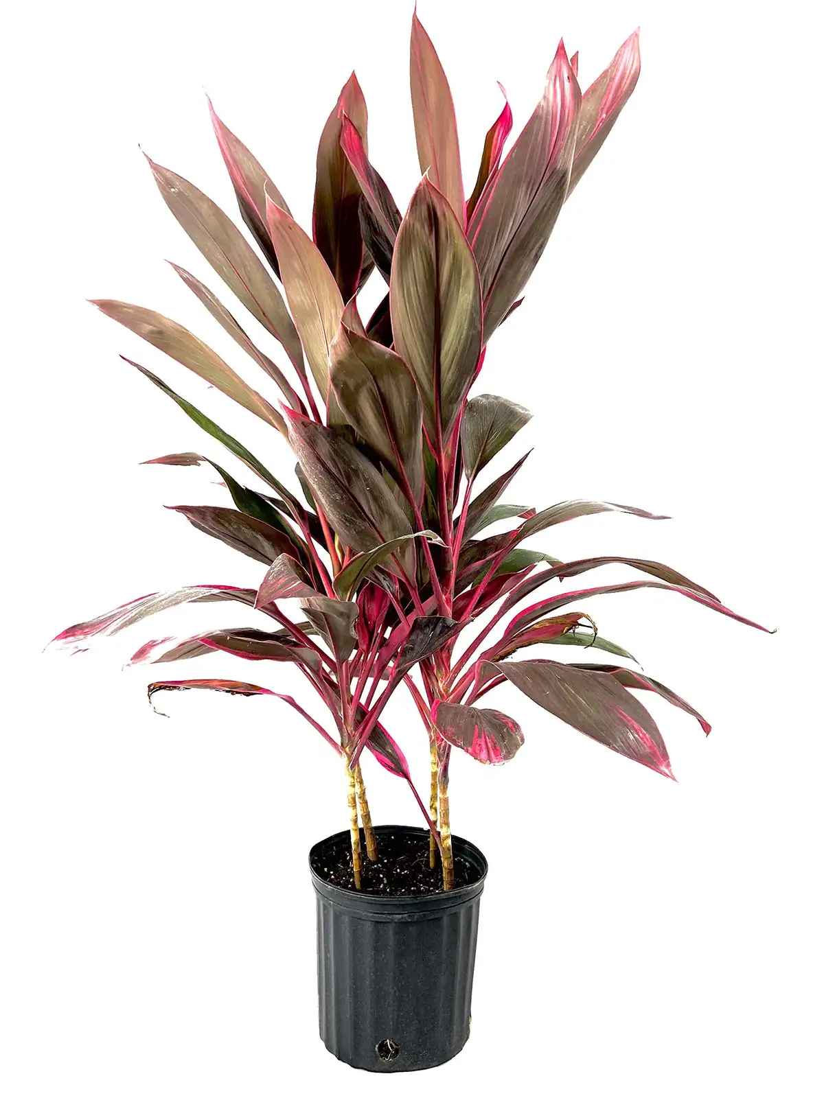 cordyline ti plant leca net pot