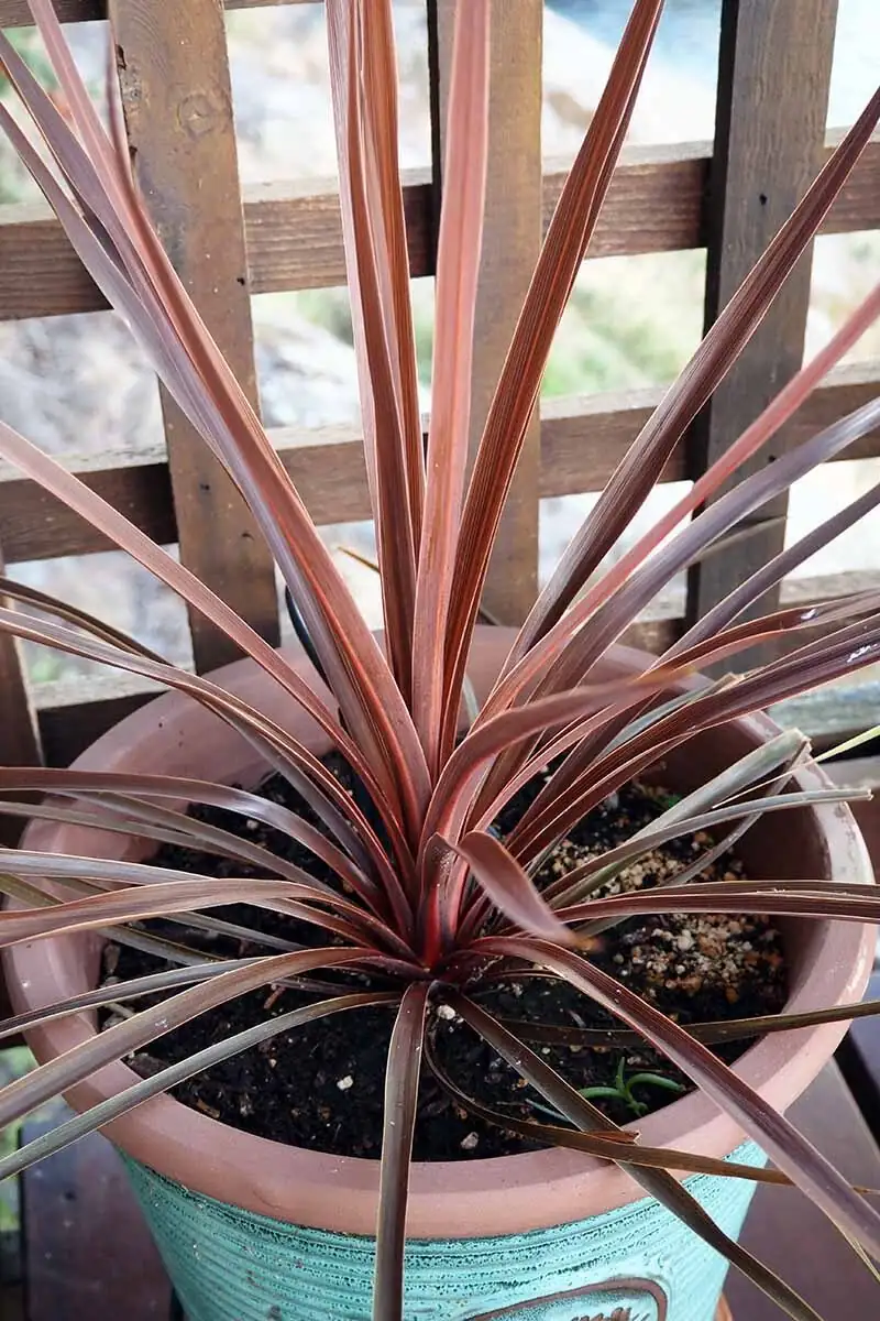 cordyline ti plant roots close-up