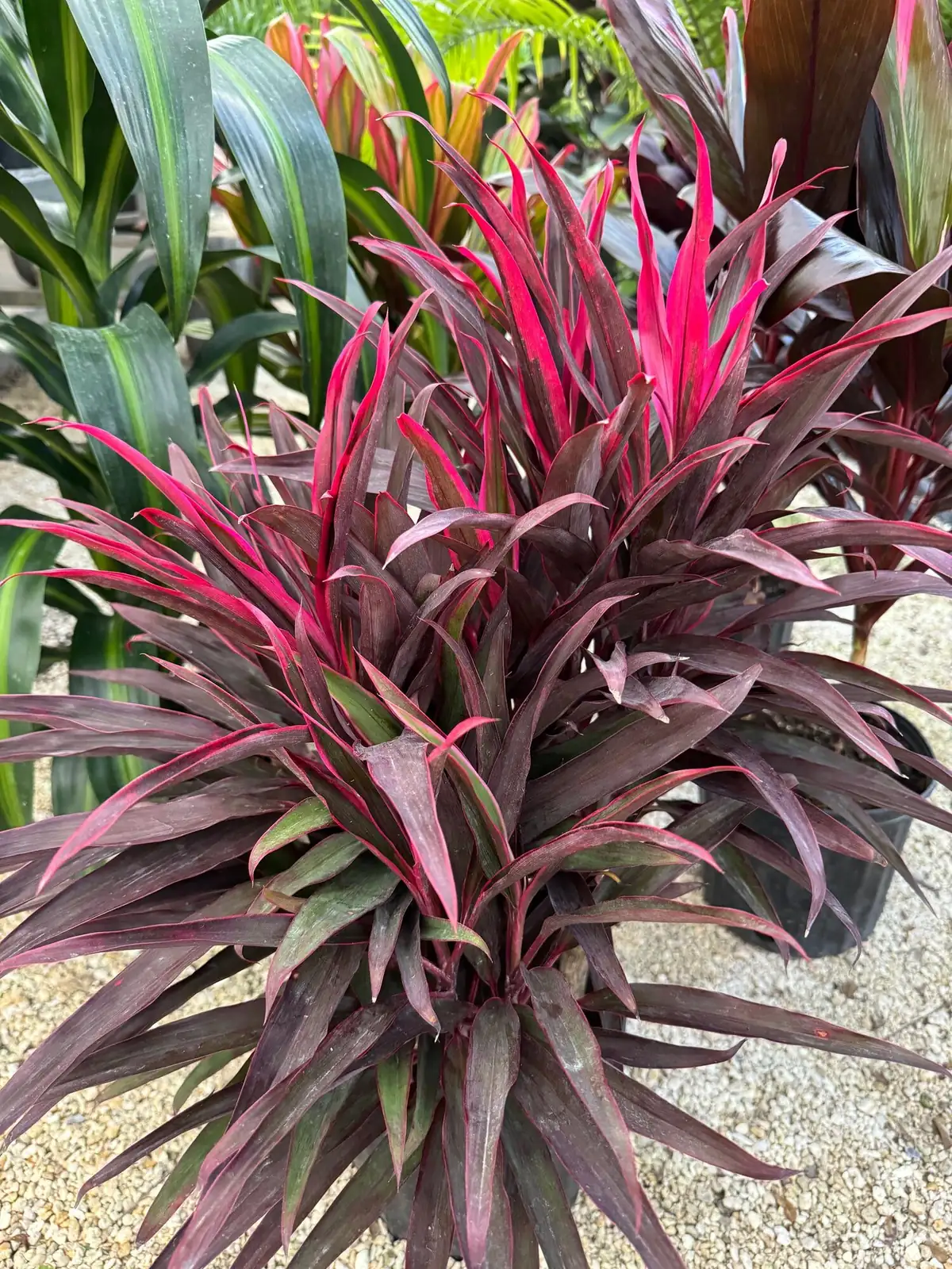 cordyline ti plant repotting to soil