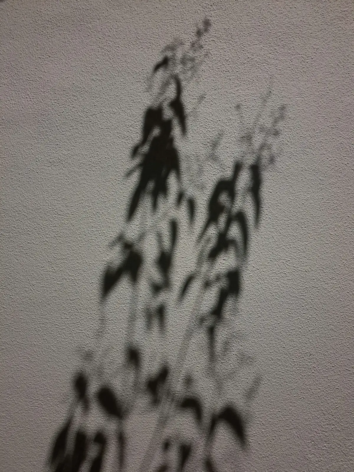 ti plant hand shadow test