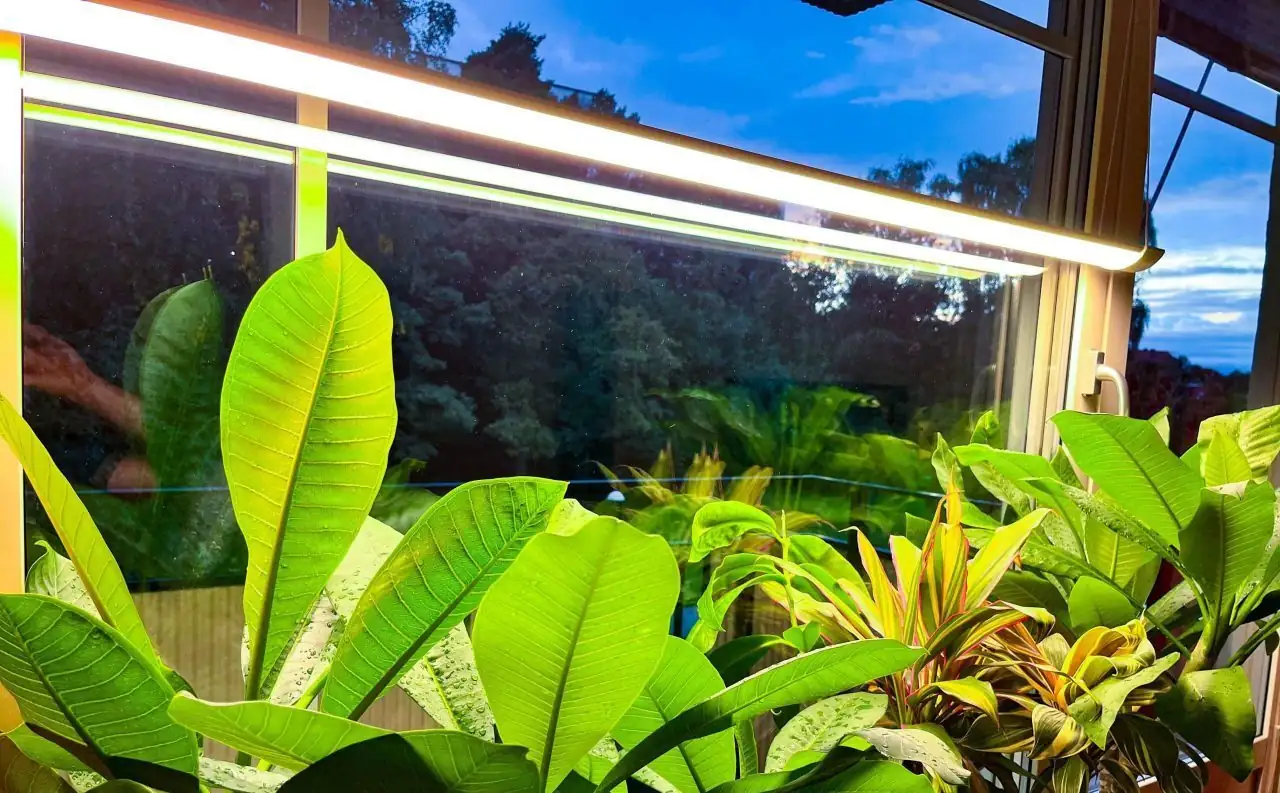 ti plant LED grow light setup