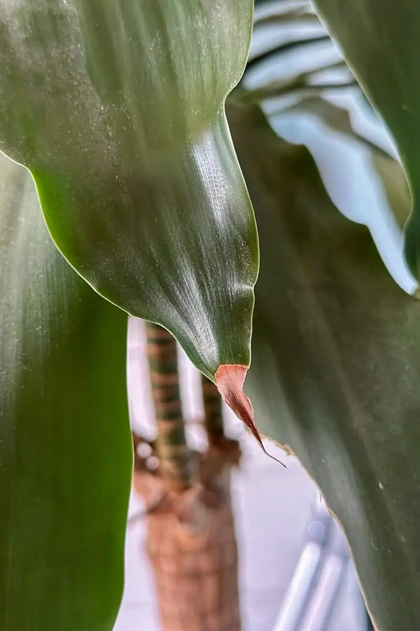 ti plant brown leaf edges close-up