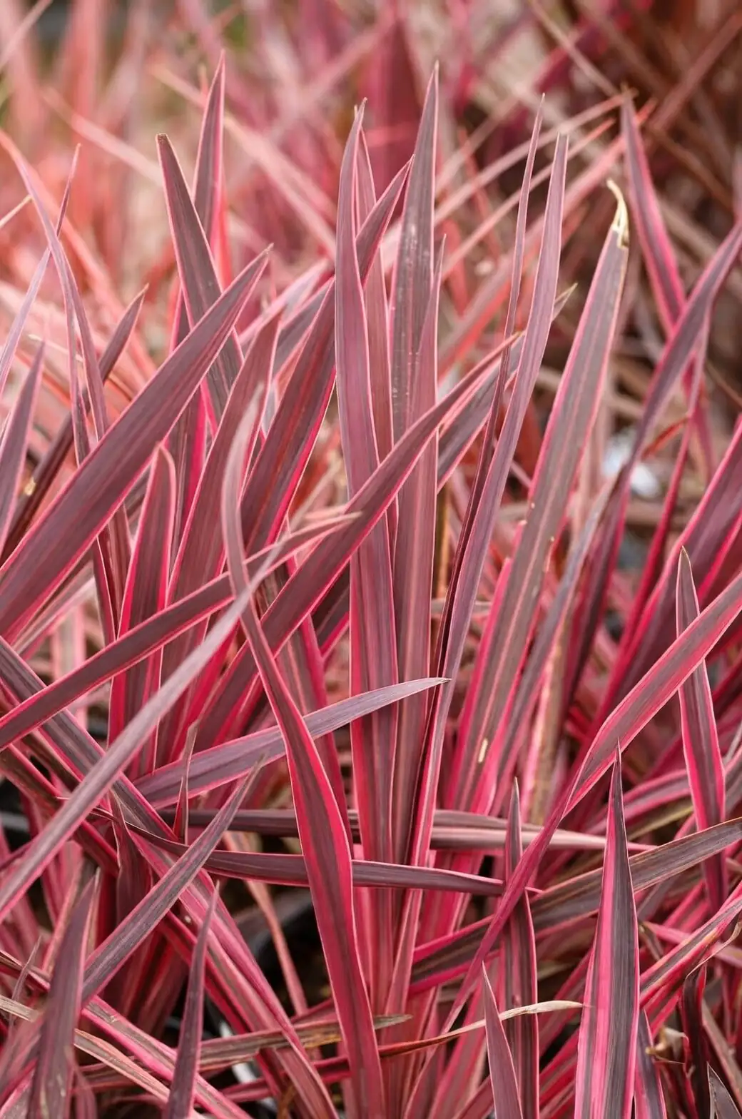 cordyline red blue grow lights