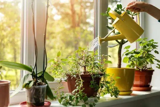 cordyline fertilizer watering can