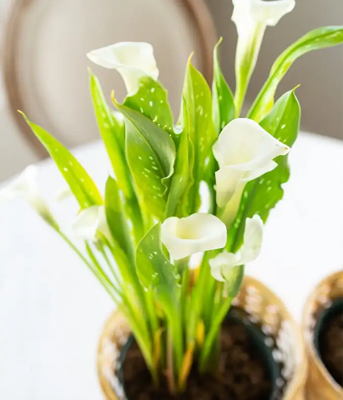 把握两条线：生长期“湿润”、休眠期“控水”——马蹄莲浇水与季节节奏全解析
