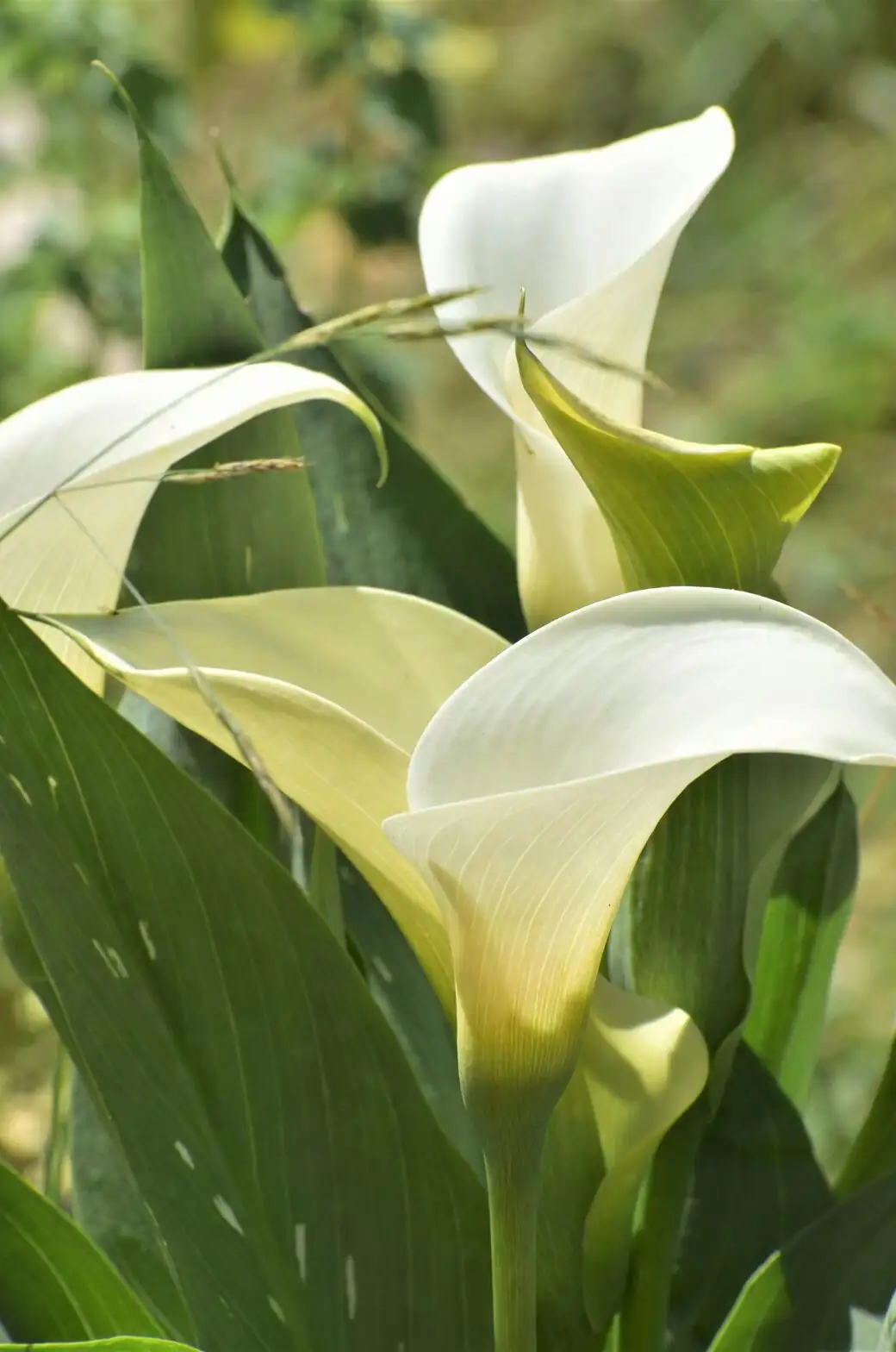 calla lily bottom watering tray