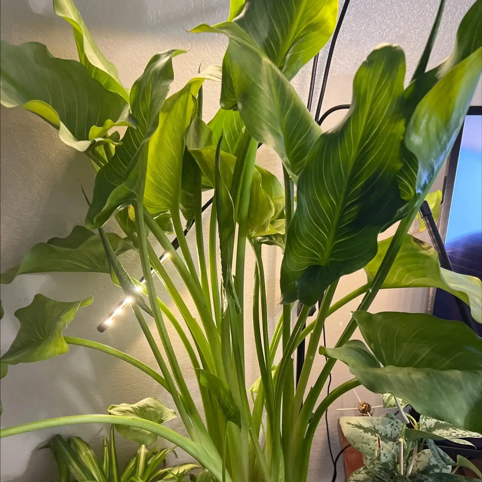 calla lily misting leaves only