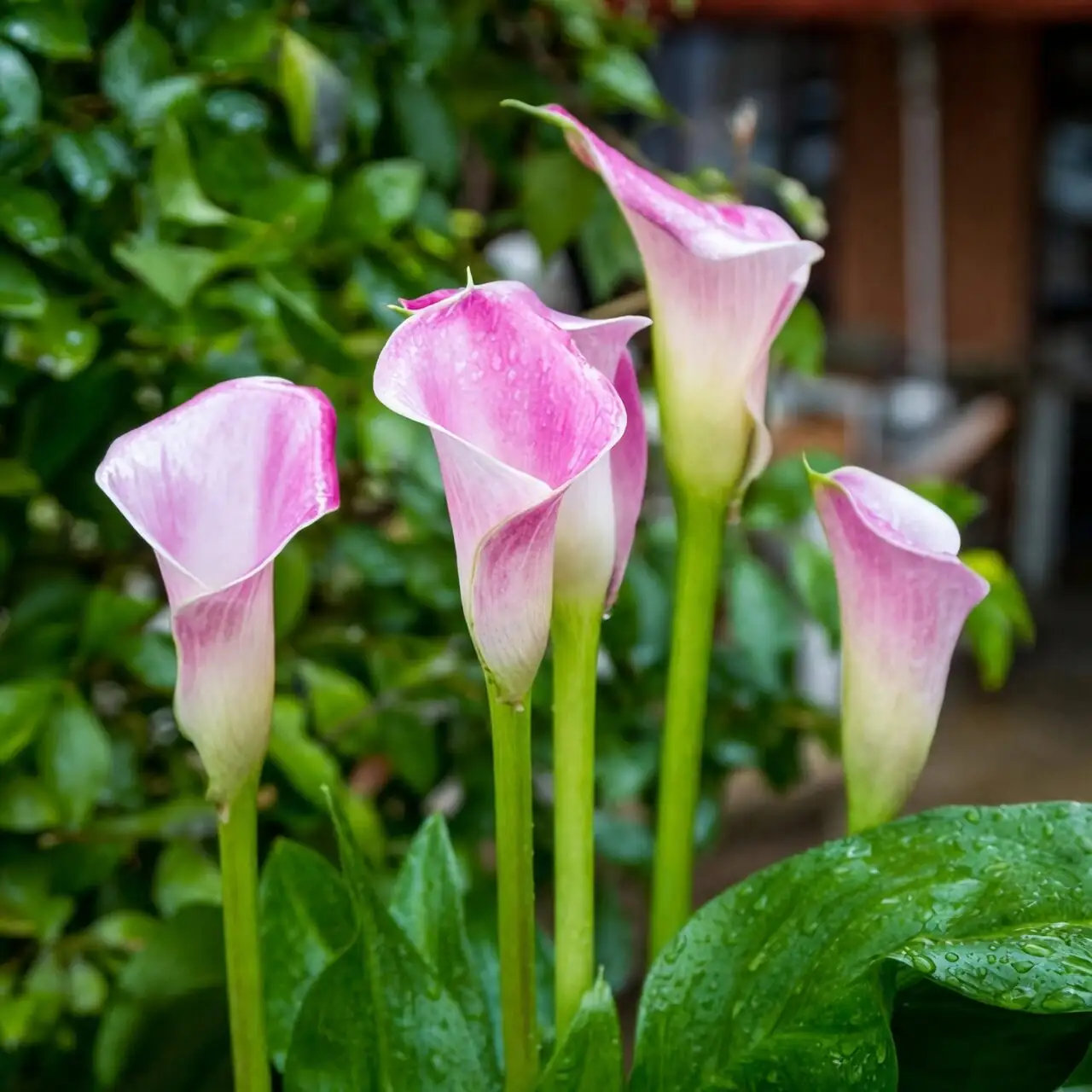 calla lily tuber planting soil mix