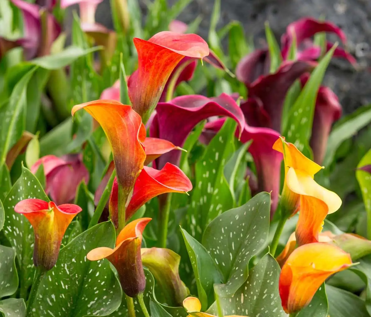 colored calla lily dappled shade garden