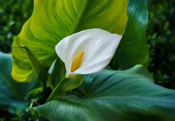 calla lily watering soil close up