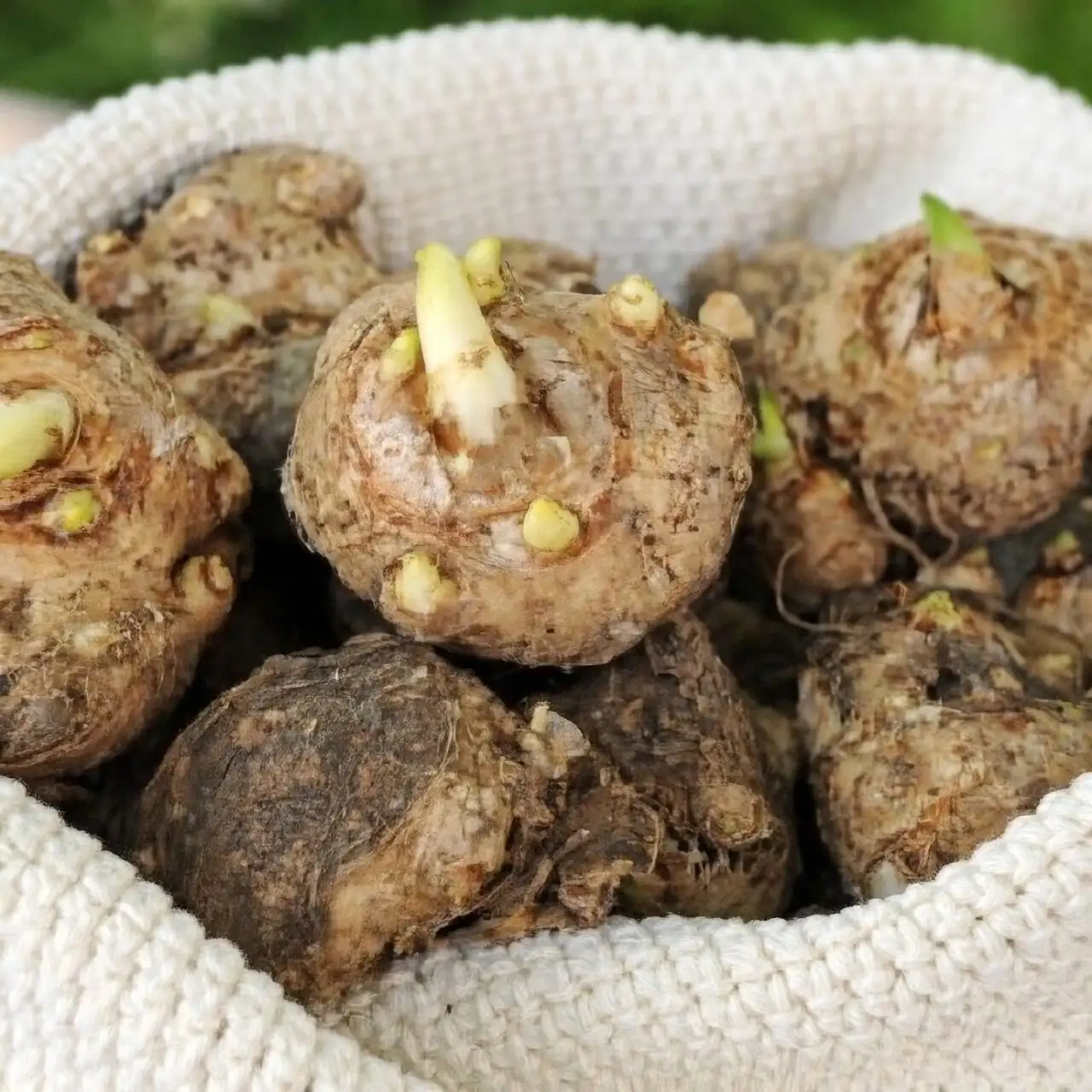 calla lily bulb planting hands