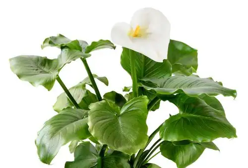 calla lily watering pot rim