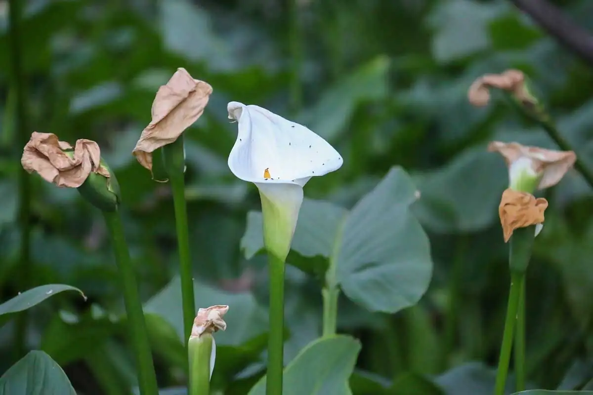 calla lily deadheading scissors