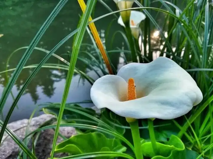 calla lily South Africa wetland
