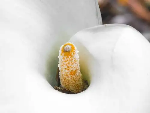 calla lily spathe spadix macro