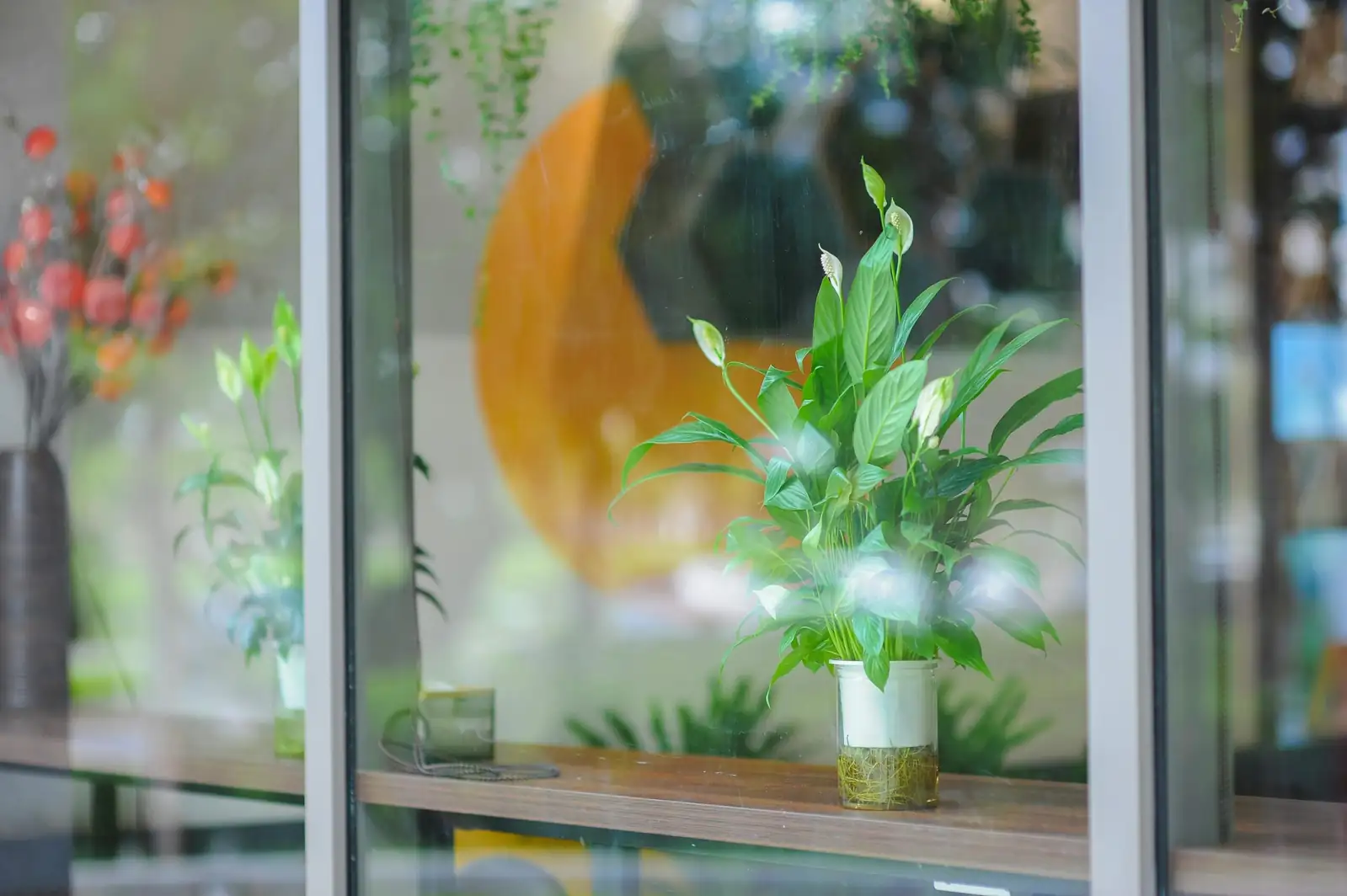 colorful calla lily potted indoor