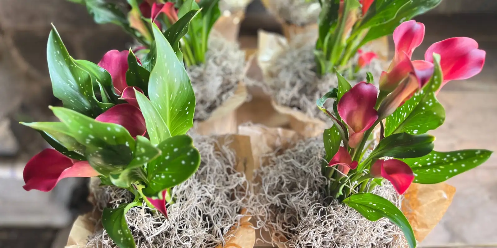 calla lily watering indoor pot