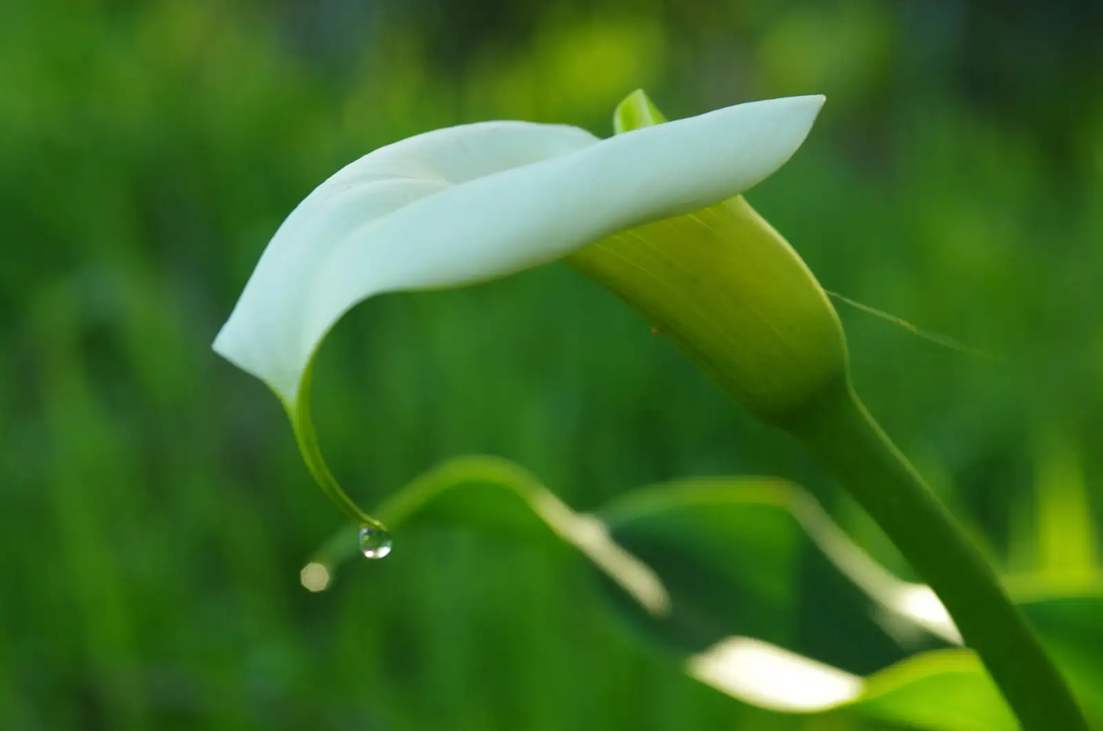 “花瓣”并不是花瓣！5个你不知道的马蹄莲冷知识