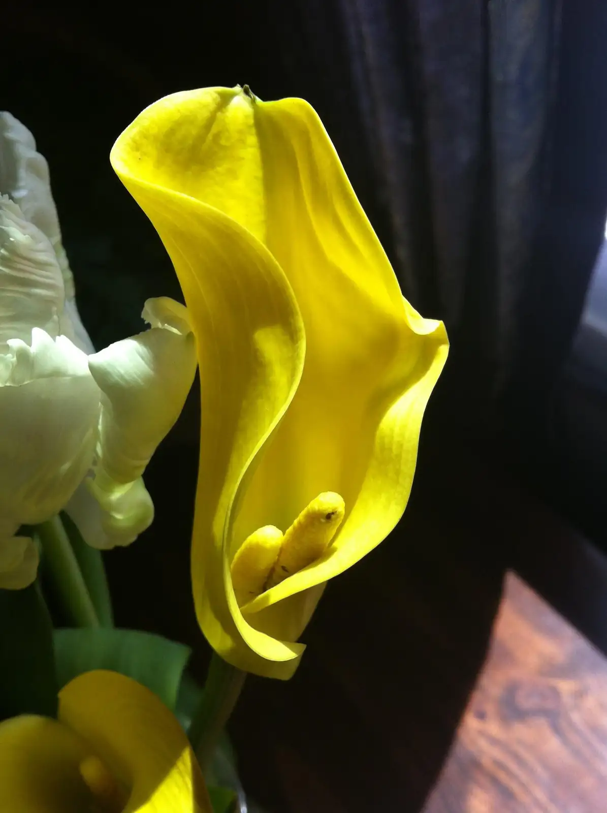 calla lily spadix macro close-up