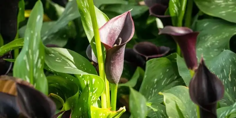 calla lily near black flower