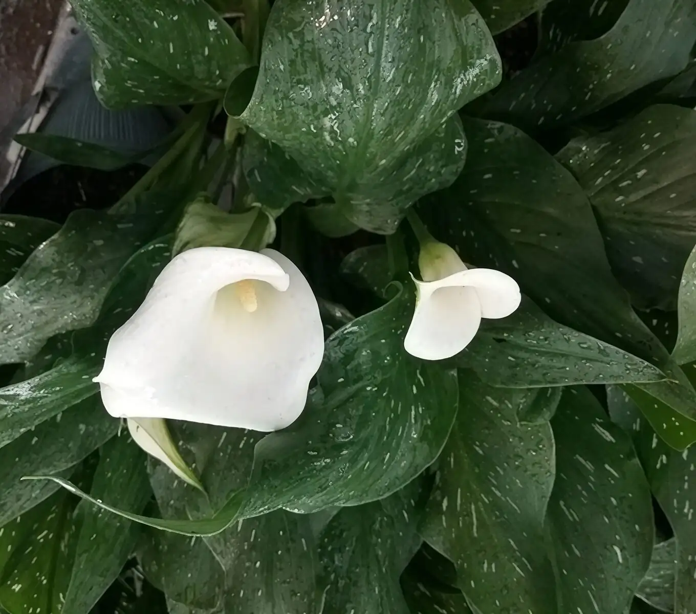 calla lily spotted leaves close-up