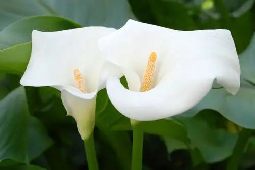 calla lily tuber division hands