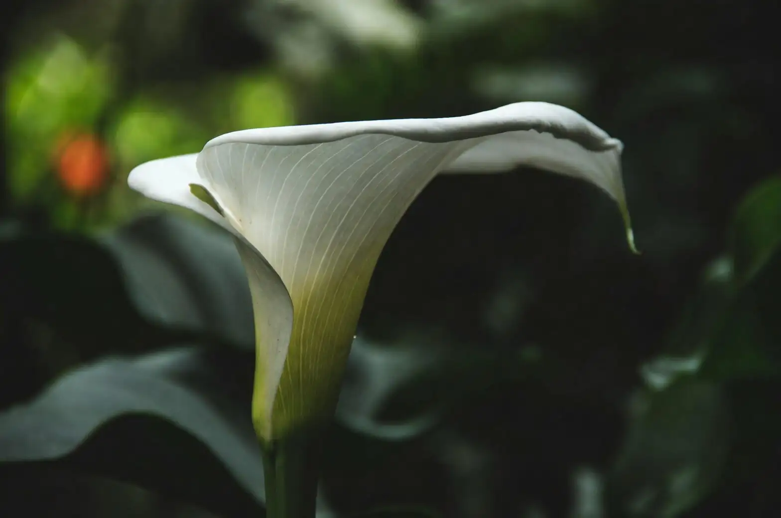 三个月见花还是三四年？马蹄莲分株与播种的取舍与实操