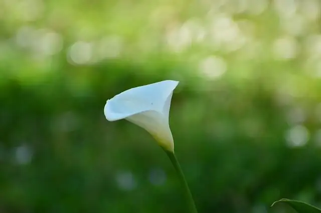 calla lily tuber division hands