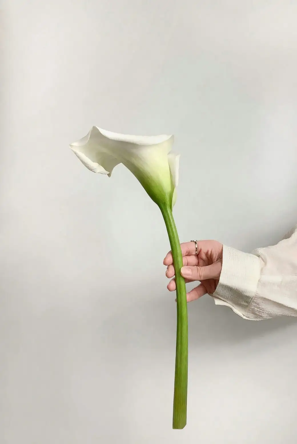 calla lily tuber planting shallow