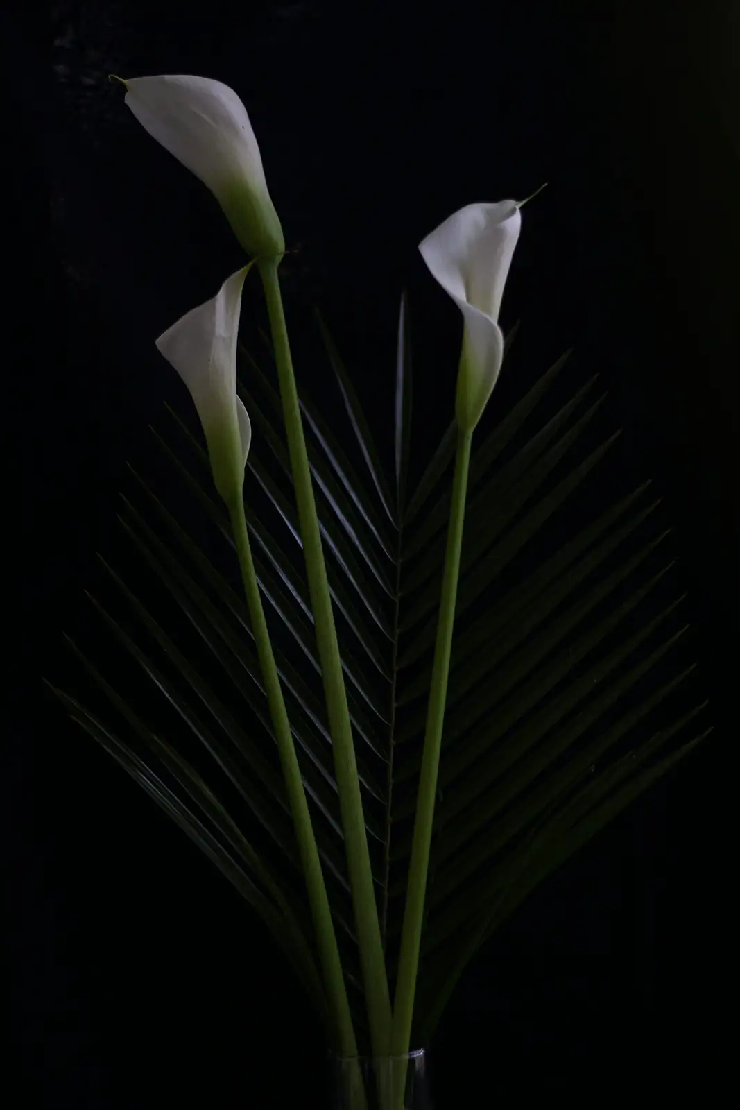 极简到戏剧黑：用马蹄莲打造高级家居与花艺风格