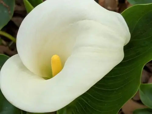 calla lily spadix macro white