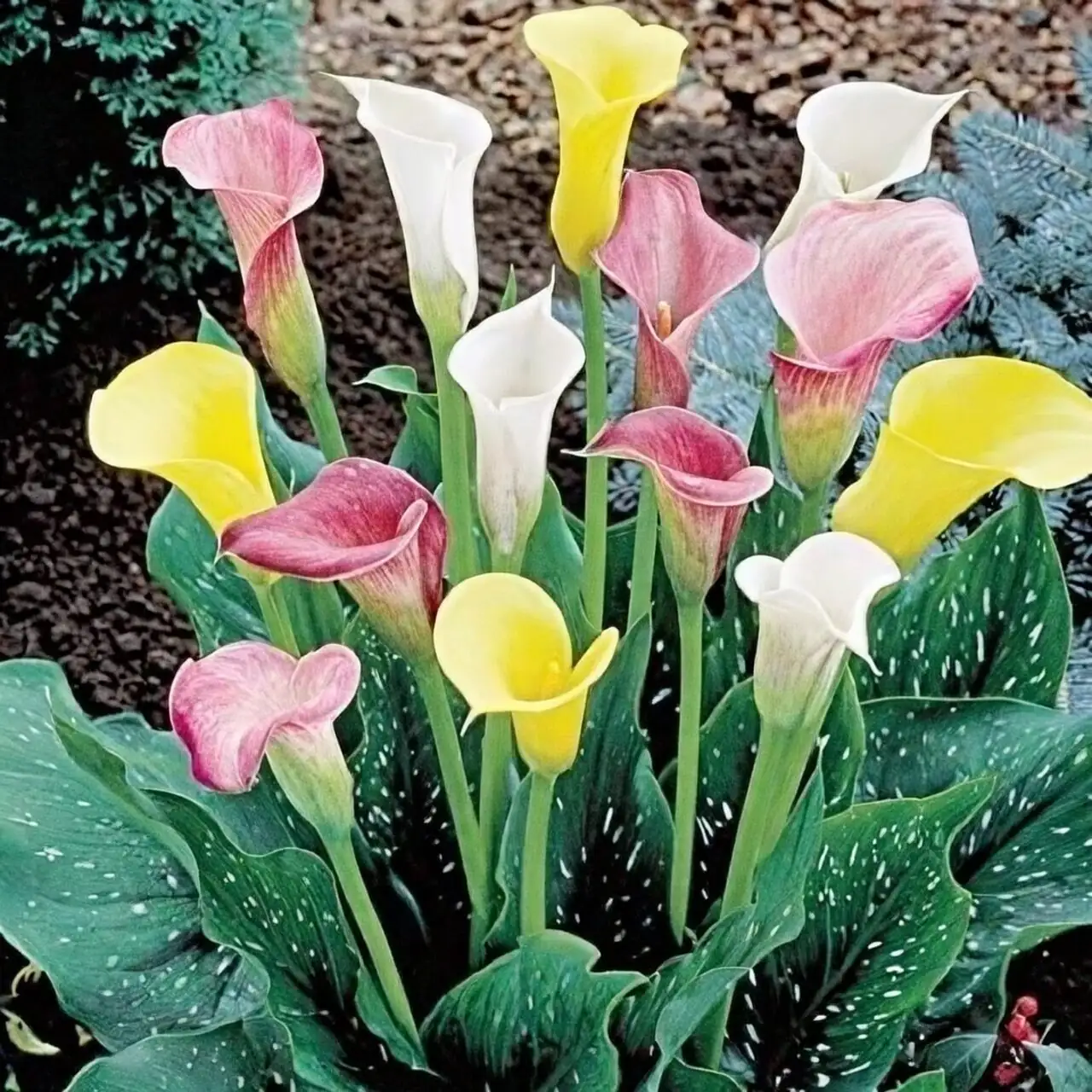 calla lily mixed colors planter