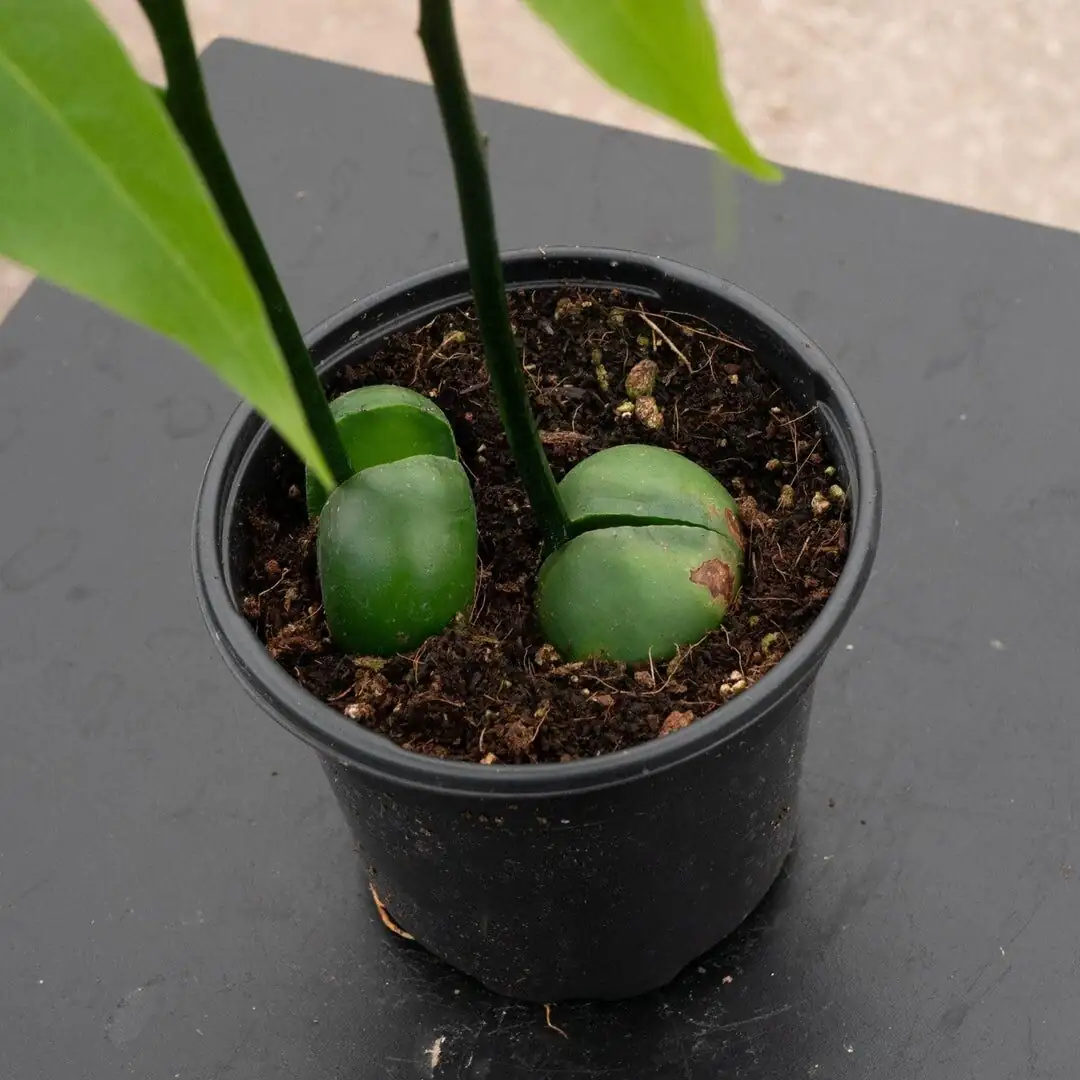 lucky bean plant hydroponic seedling