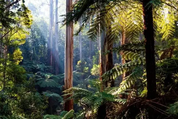 Australian chestnut rainforest riverbank