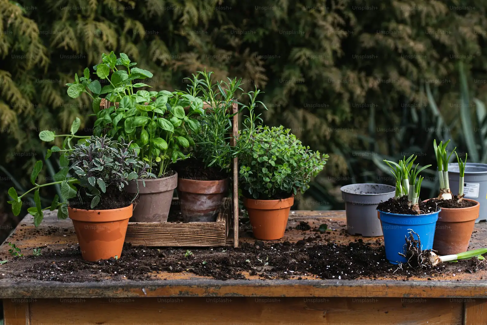 Australian chestnut group planting pot