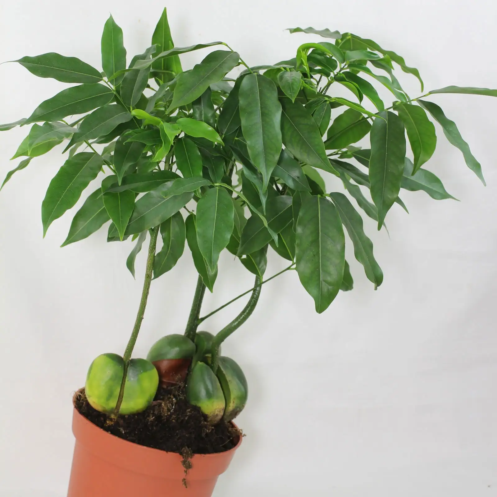 Australian chestnut hydroponic glass jar