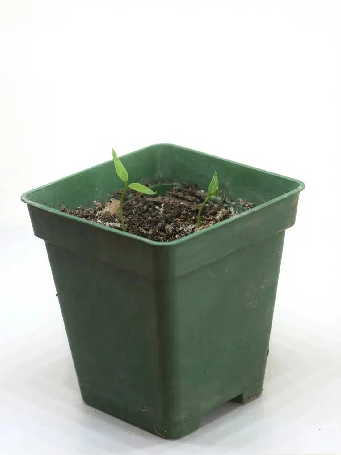 australian chestnut cotyledons close up