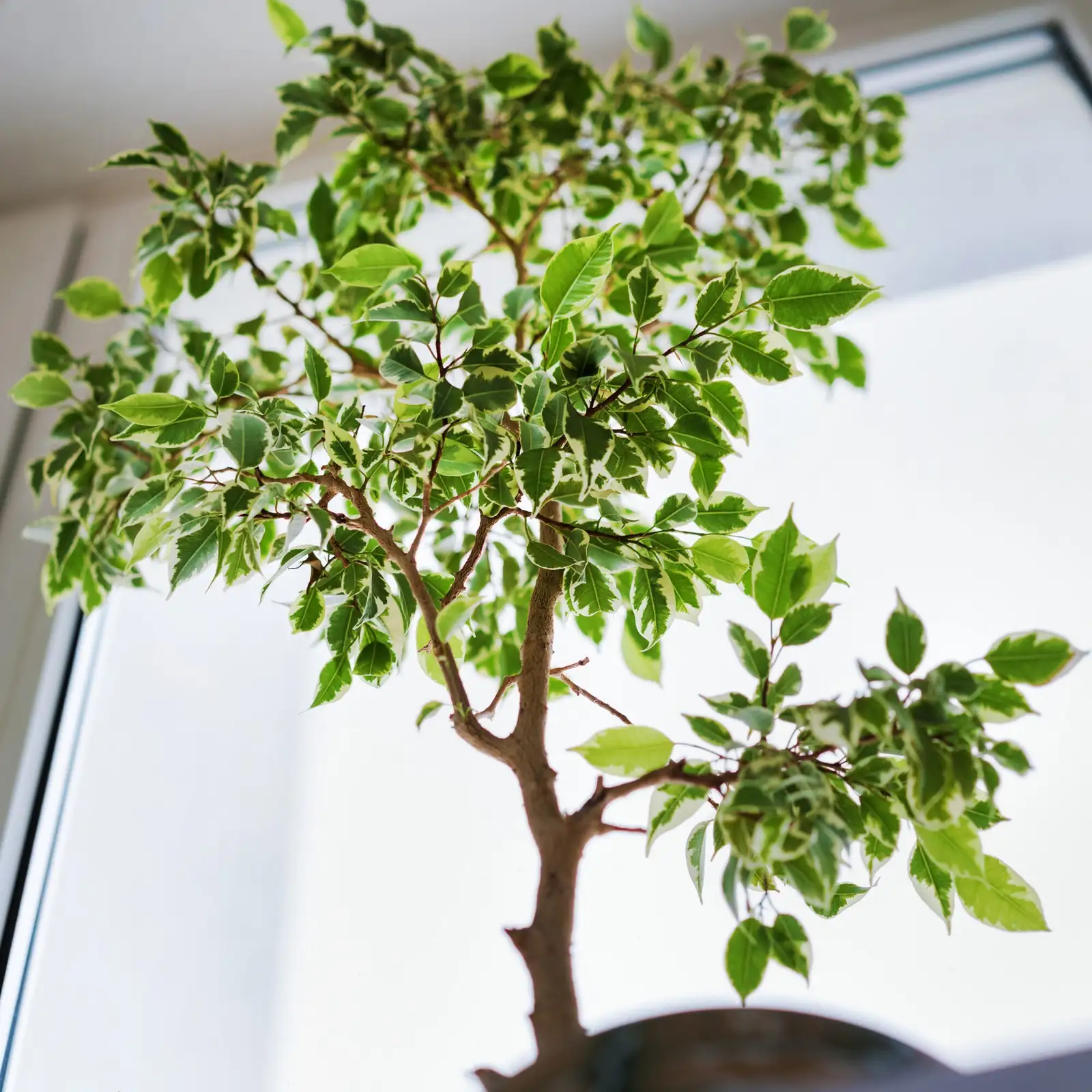 australian chestnut indoor near window