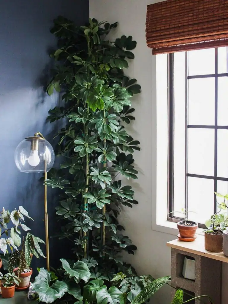 lucky bean plant living room corner