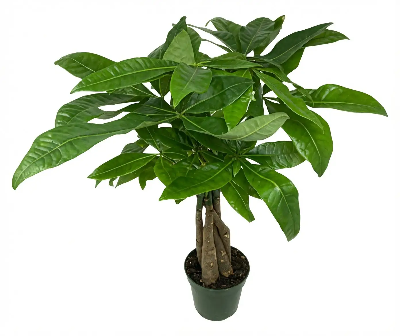 lucky bean plant vs pachira leaves