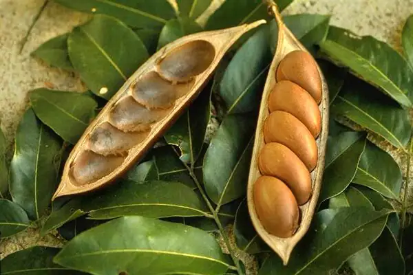 castanospermum australe water propagation